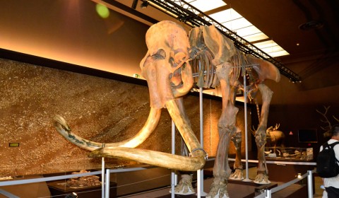 muzeu-de-istorie-mamut-monaco